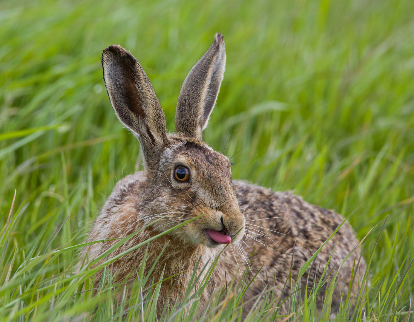 grazing hare