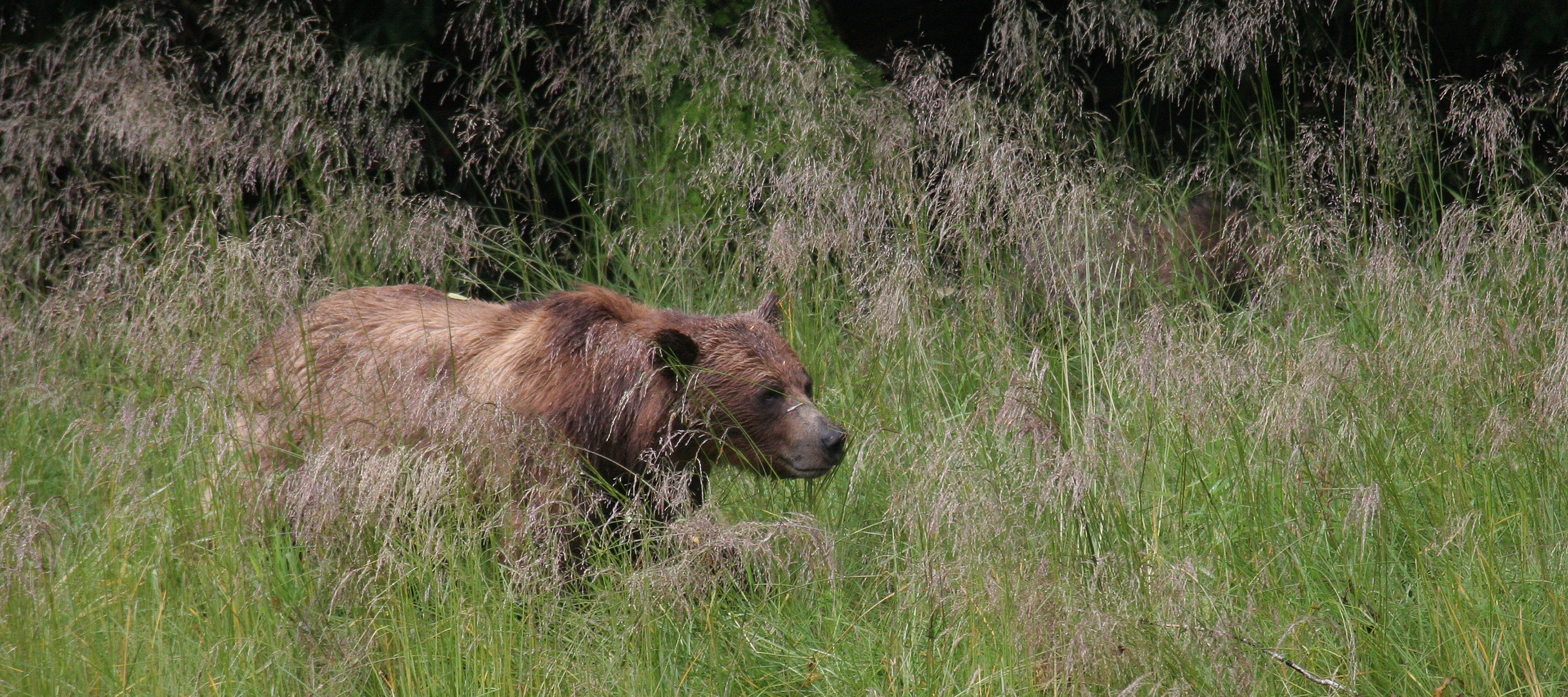 Grazing in Khutzeymateen 