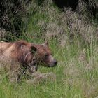 Grazing in Khutzeymateen 