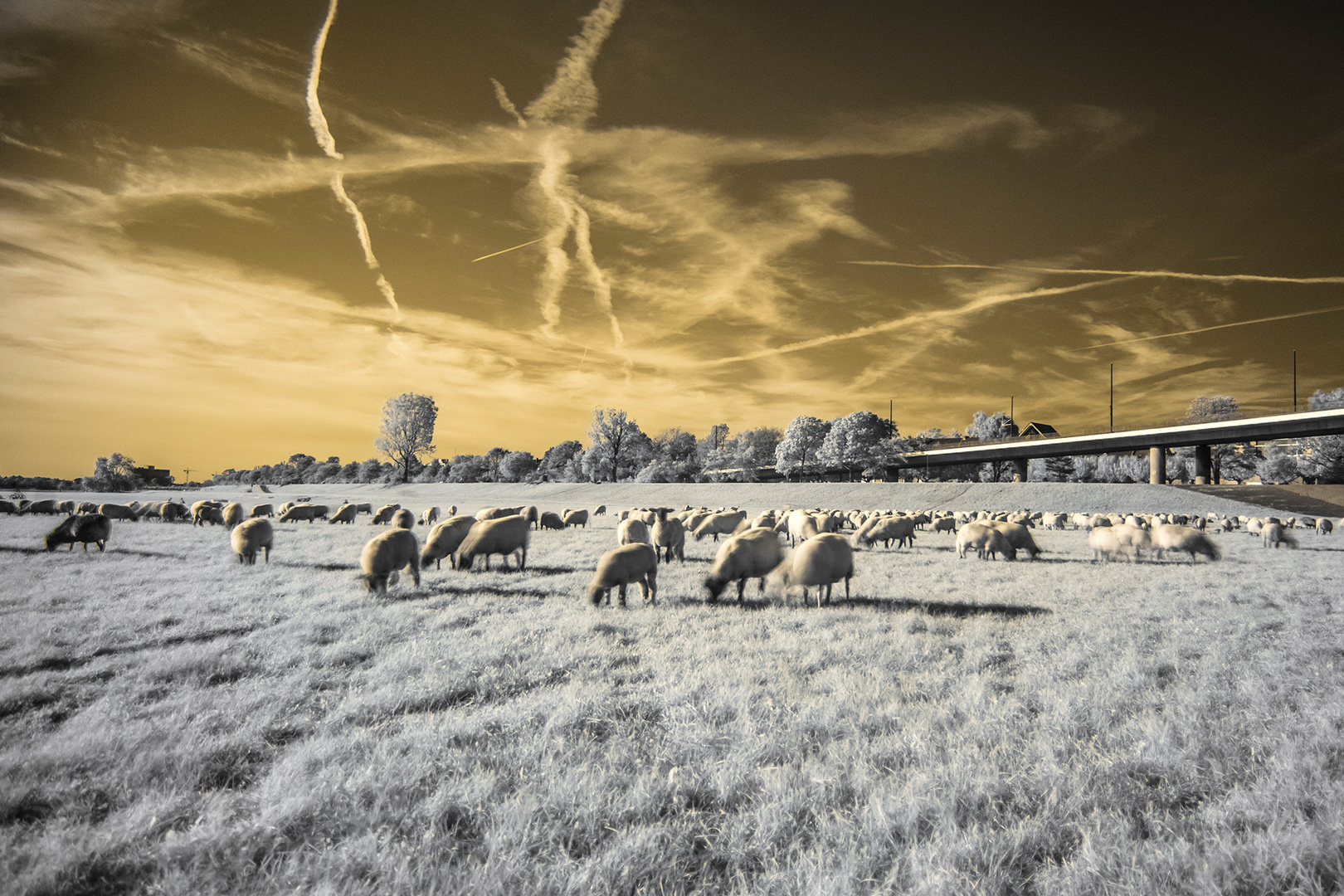 grazing sheep