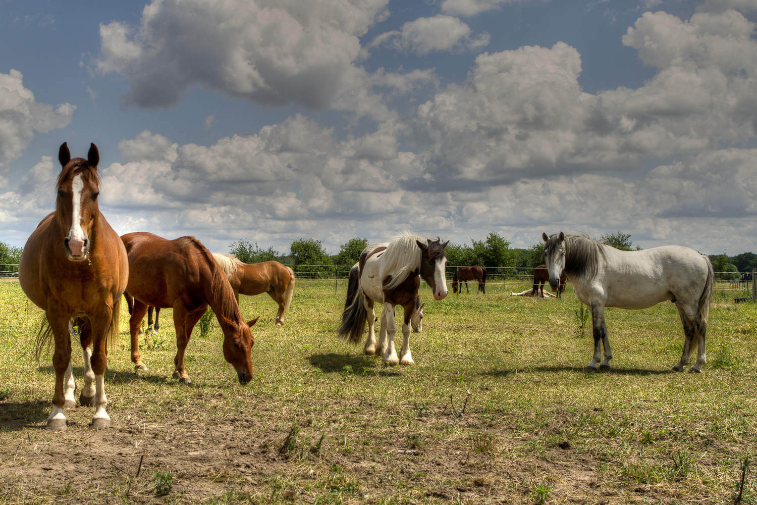 Grazing Team