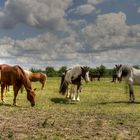 Grazing Team