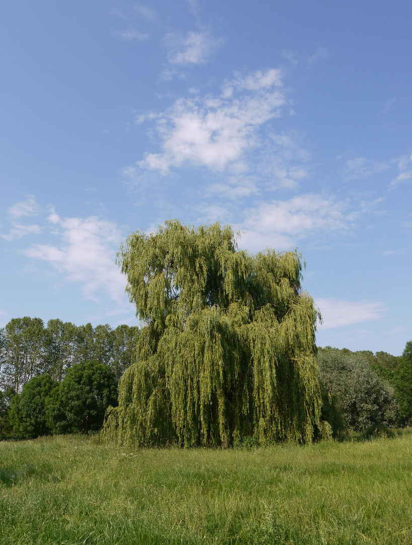 Graziöser Anblick