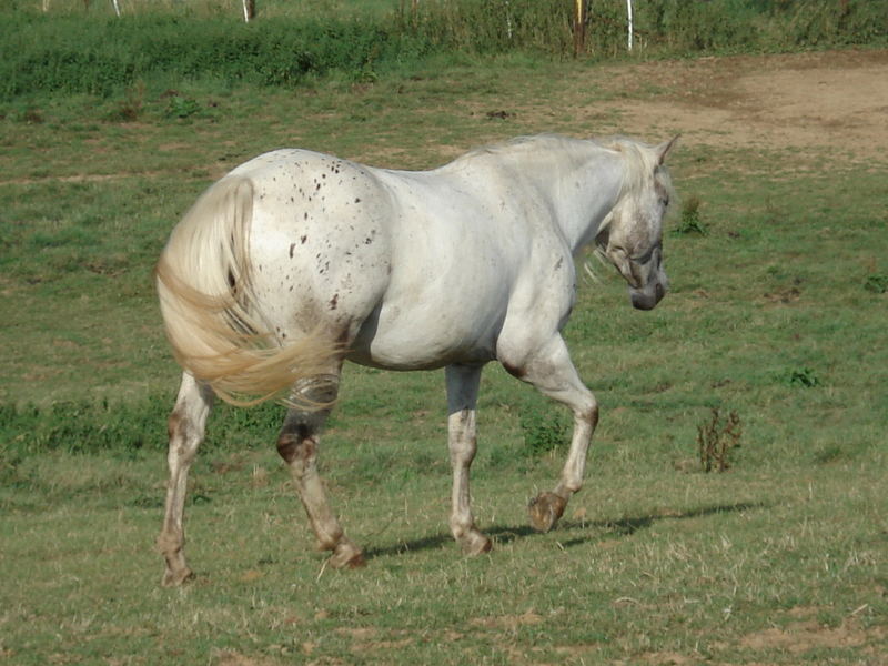 Graziöses Lady