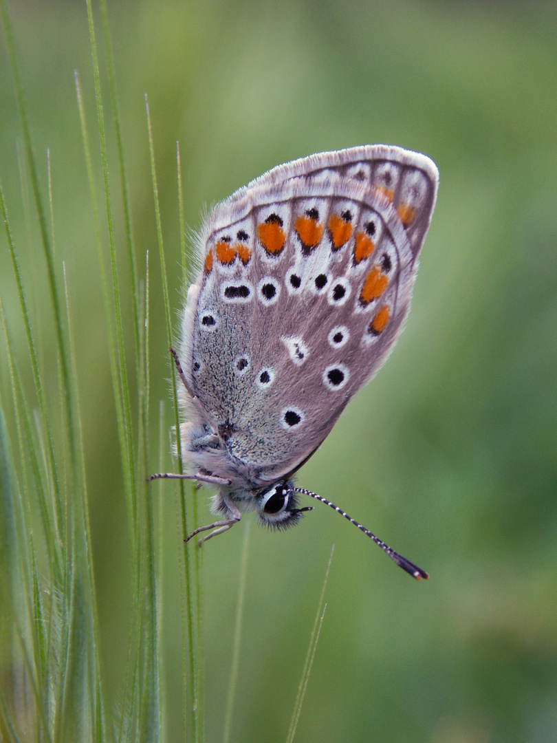 Graziosa