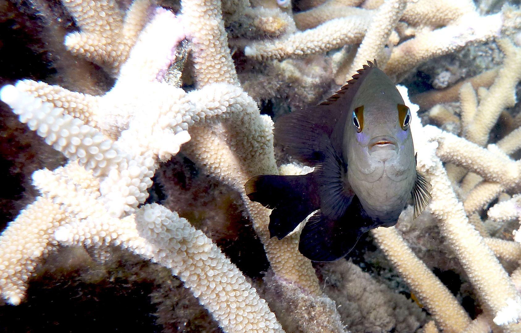 Great Barrier Reef