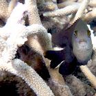 Great Barrier Reef