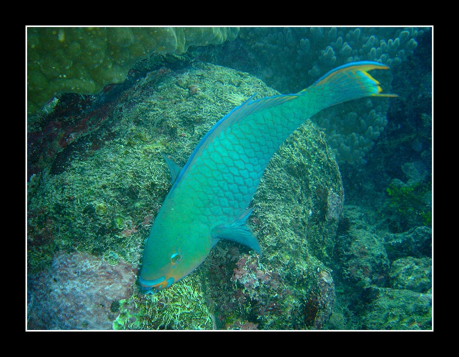 Great Barrier Reef