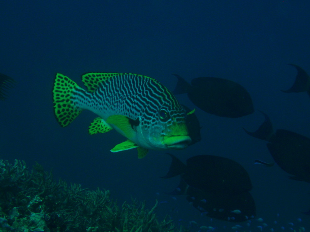 Great Barrier Reef