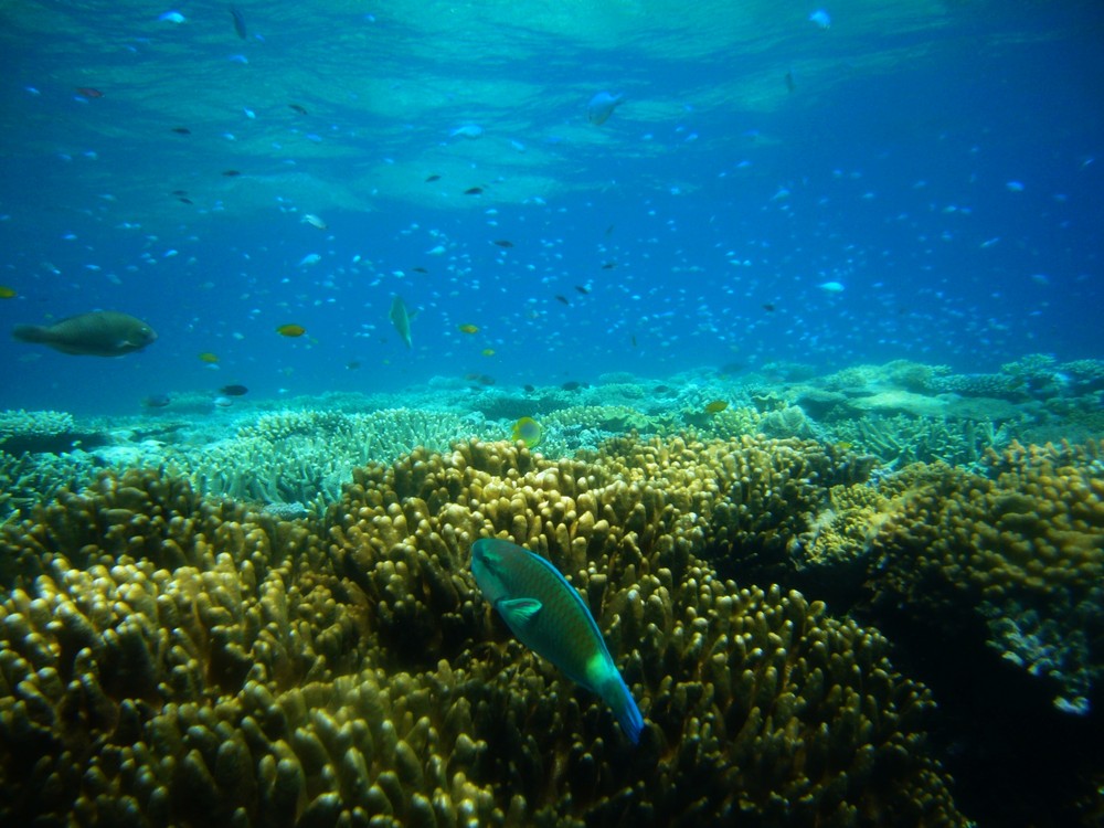 Great Barrier Reef - Australien