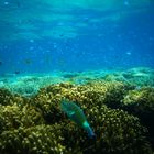 Great Barrier Reef - Australien