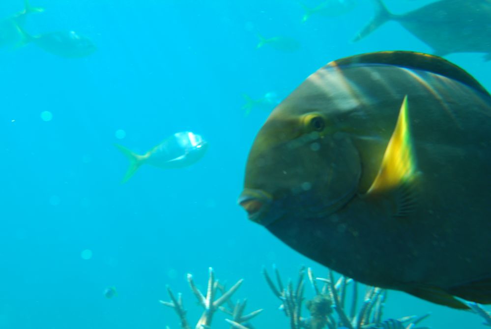 Great Barrier Reef, Australien, 2009 von Christine F. 