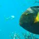 Great Barrier Reef, Australien, 2009