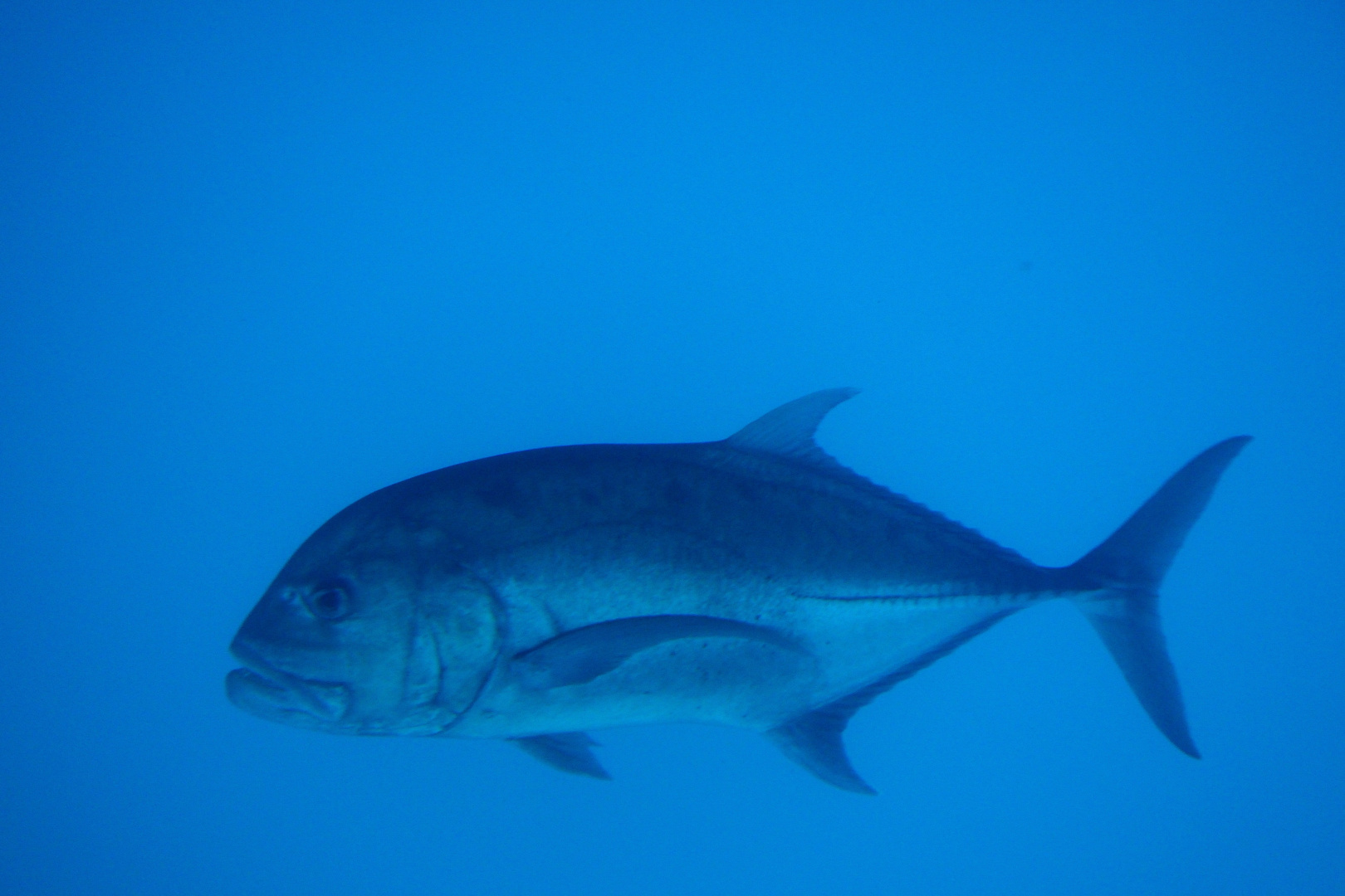 Great Barrier Reef: Fisch