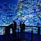 GREAT BARRIER REEF im Panometer Leipzig