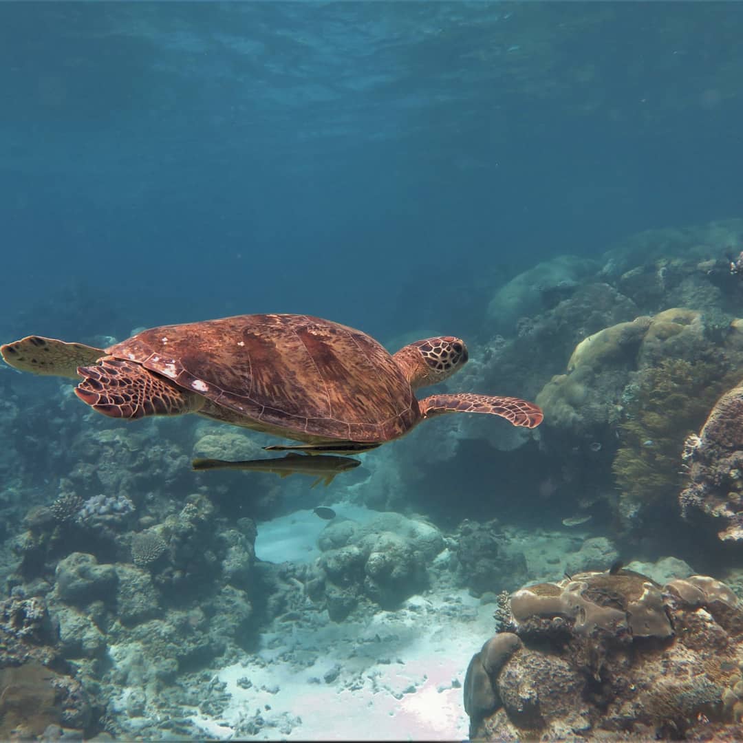 great barrier reef turtle
