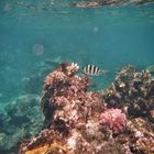 Great Barrierreef 2