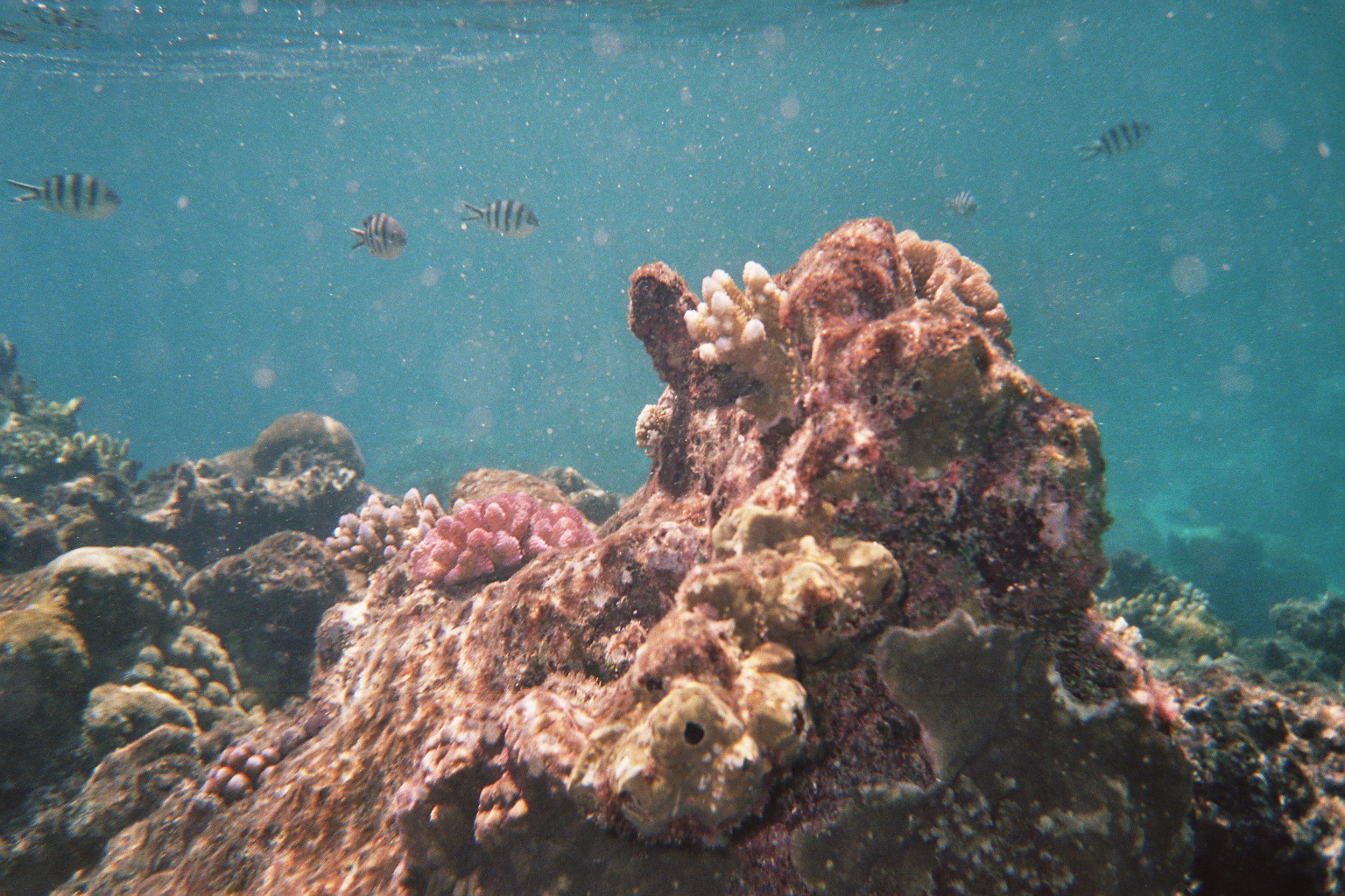 Great Barrierreef 3