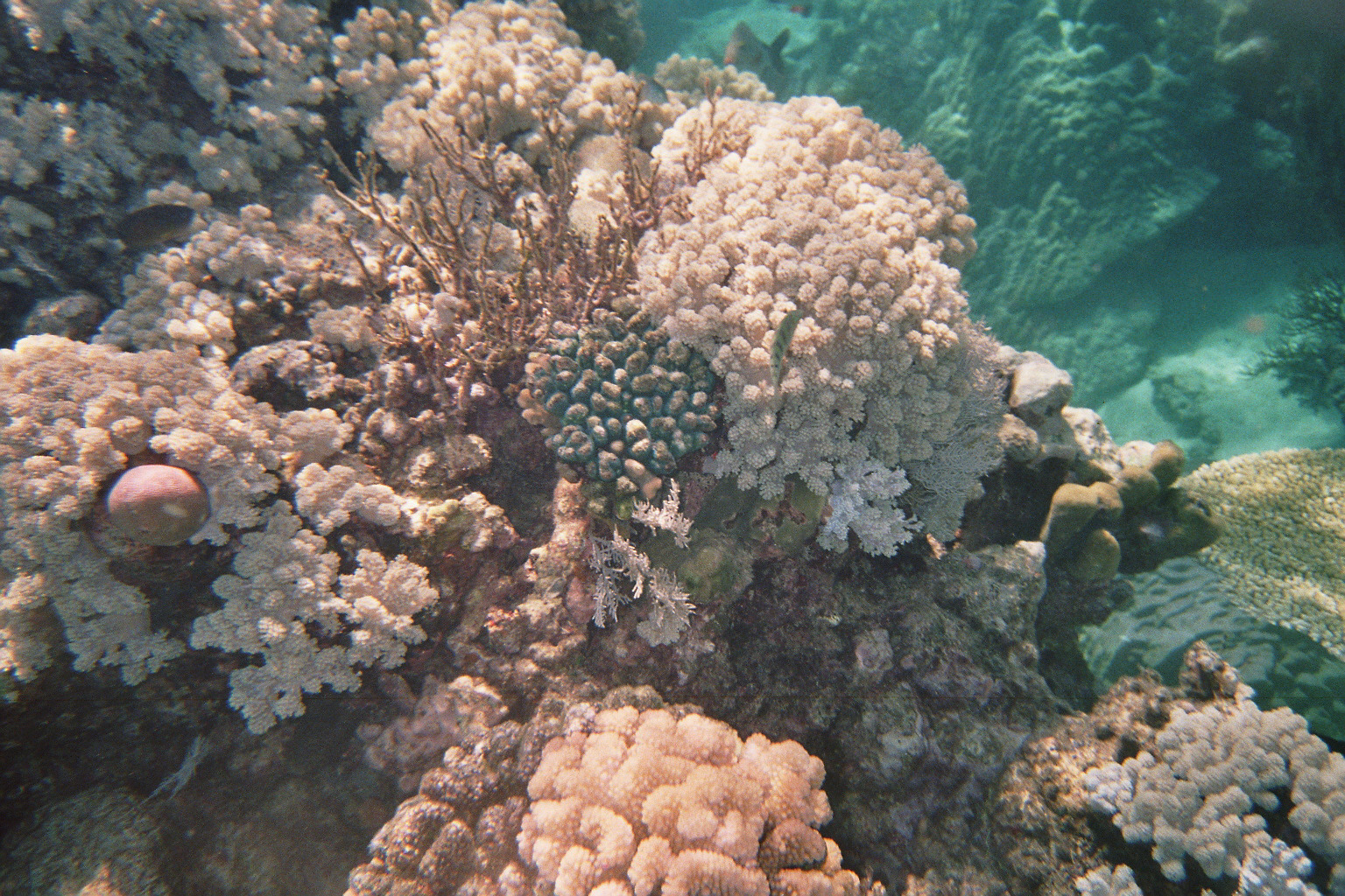 Great Barrierreef 4