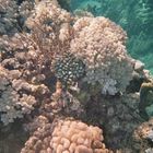 Great Barrierreef 4