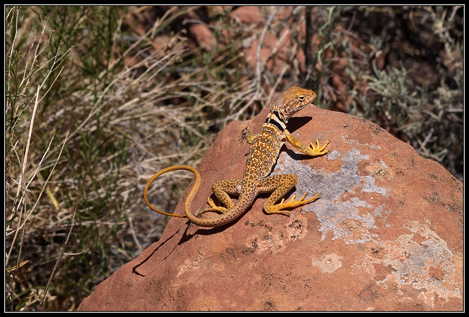 Great Basin Collared Lizard