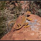 Great Basin Collared Lizard