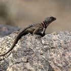 Great Basin Collared Lizard