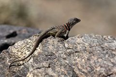 Great Basin Collared Lizard