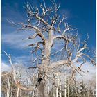 Great Basin NP