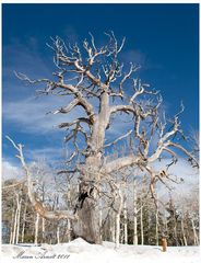 Great Basin NP