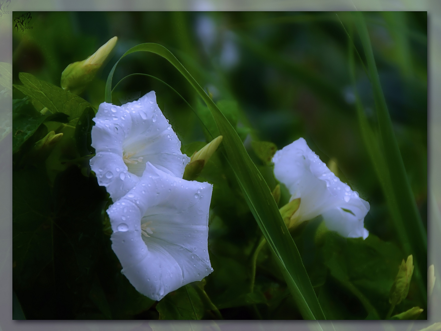 Great bindweed ..