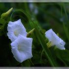 Great bindweed ..