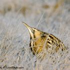 Great Bittern