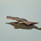 Great Bittern