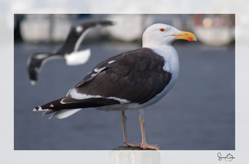 Great Black-backed Gull