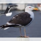 Great Black-backed Gull