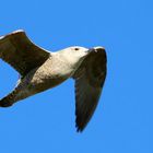 Great black-backed gull (juvenile) 