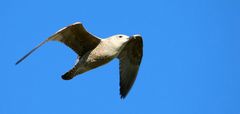 Great black-backed gull (juvenile) 