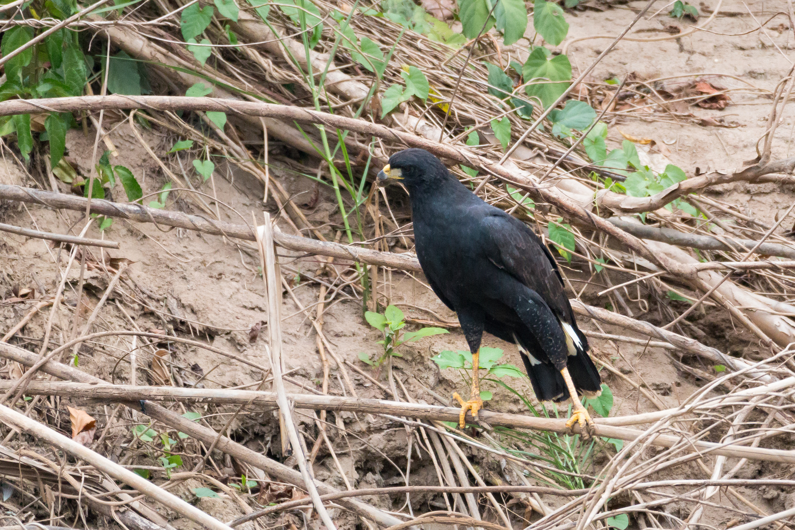 Great Black-Hawk 