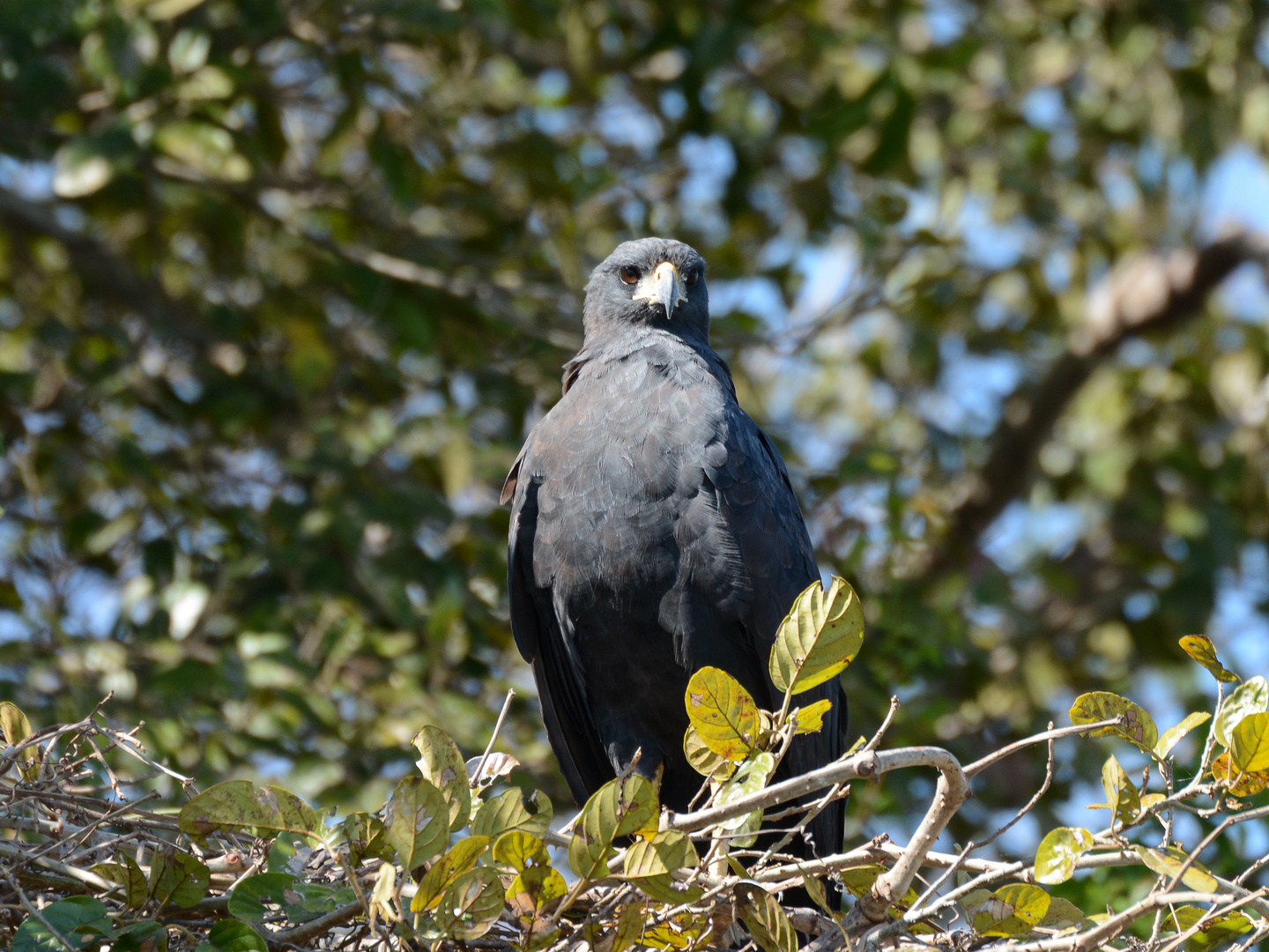 Great Black Hawk