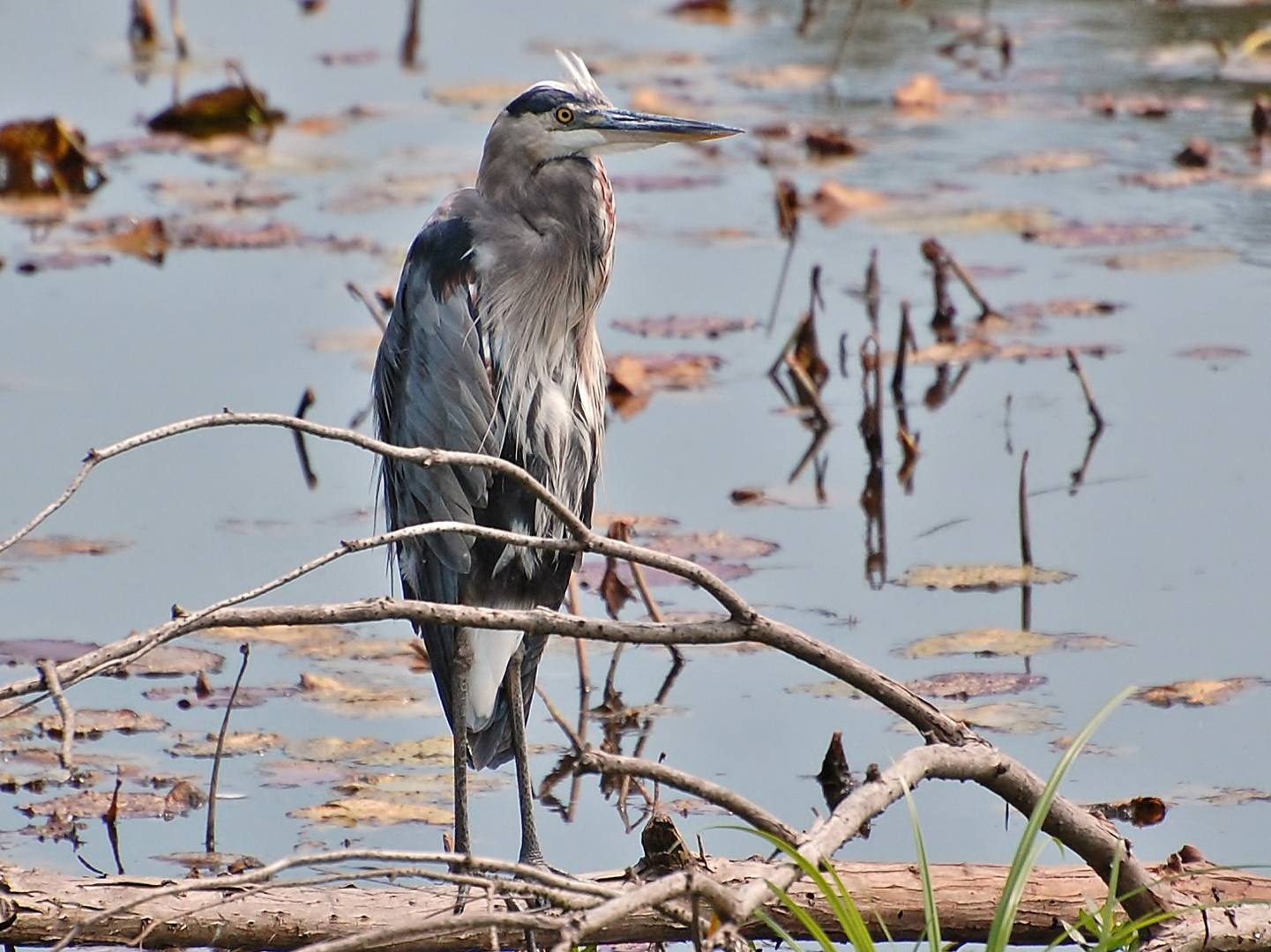 Great Blue Heron