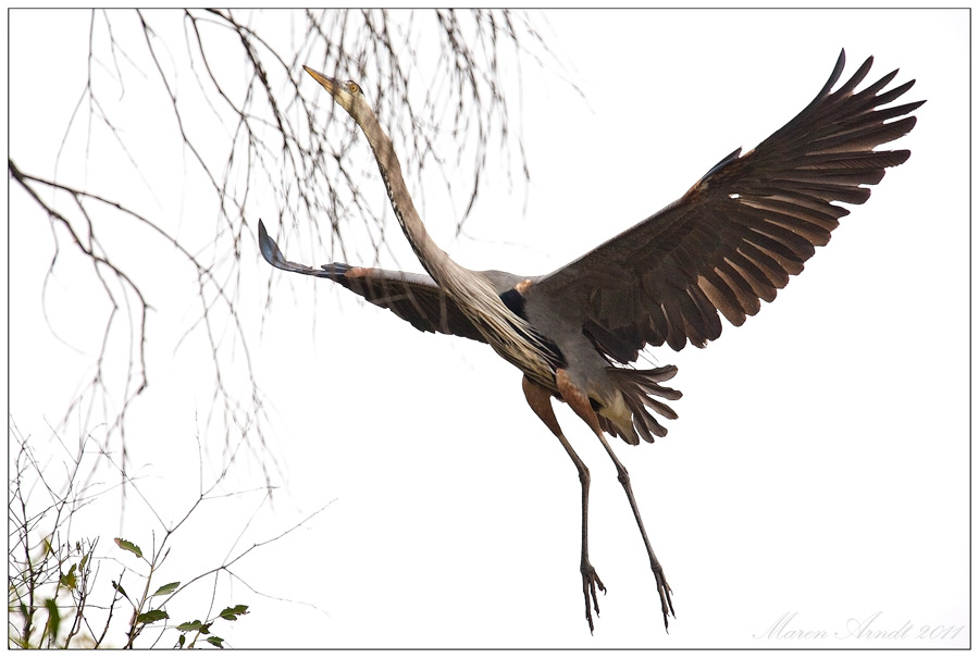 Great Blue Heron