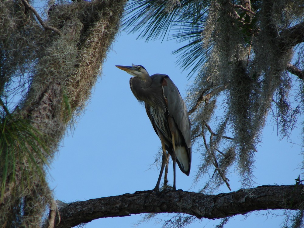 Great Blue Heron