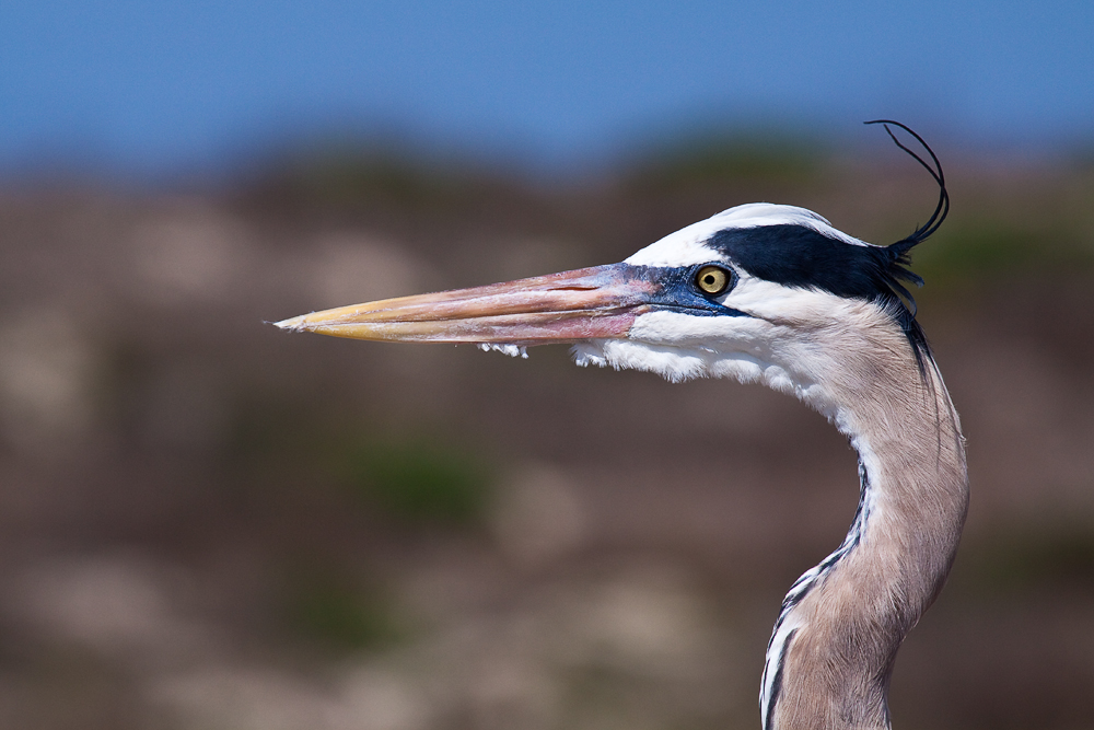 Great Blue Heron