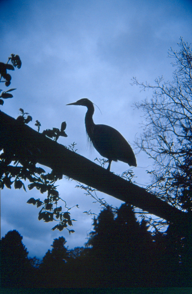 Great Blue Heron