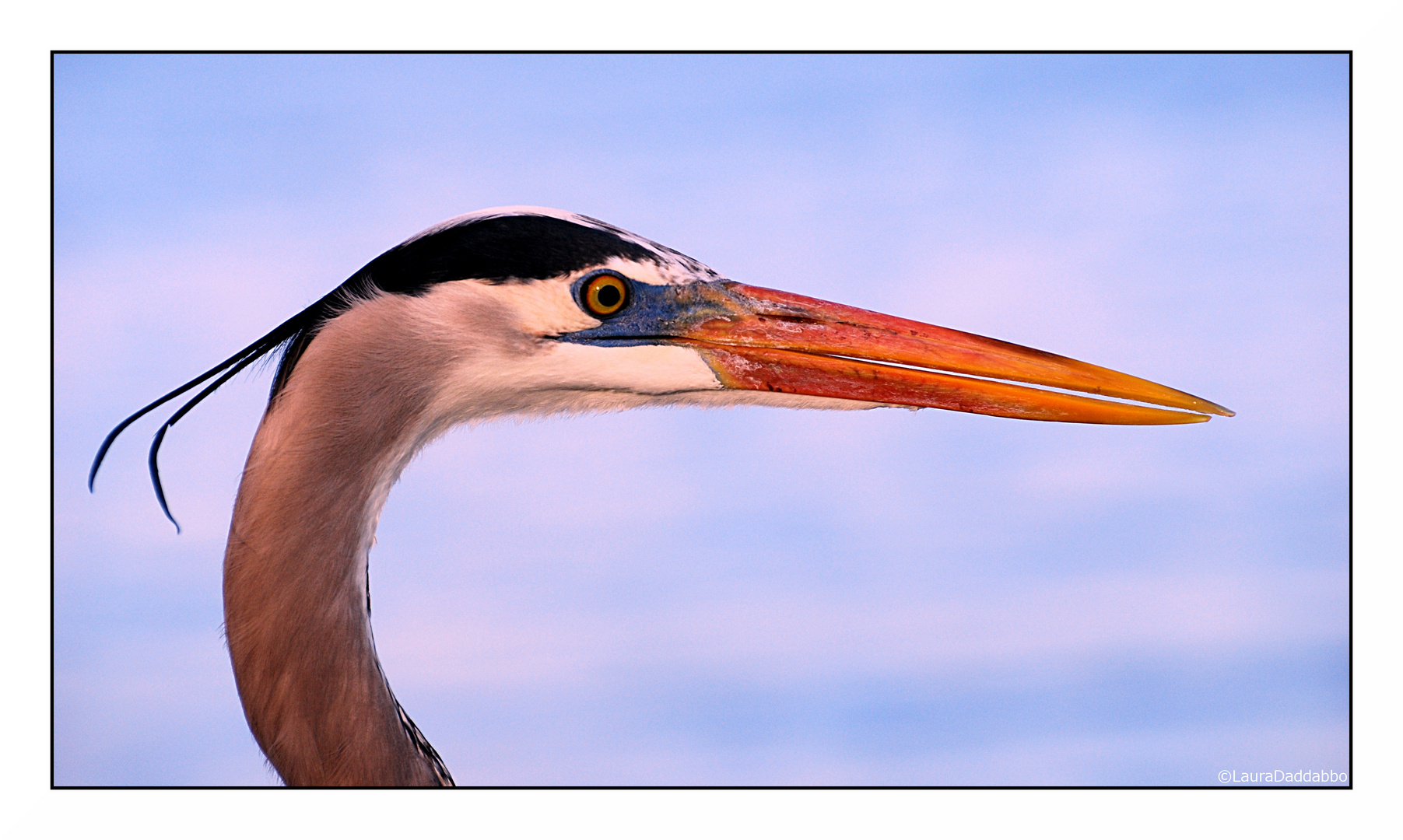 great blue heron