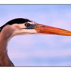 great blue heron