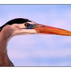 great blue heron