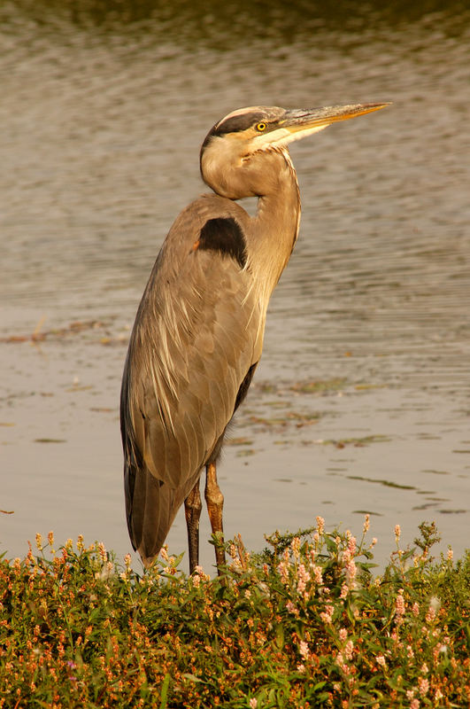 Great Blue Heron