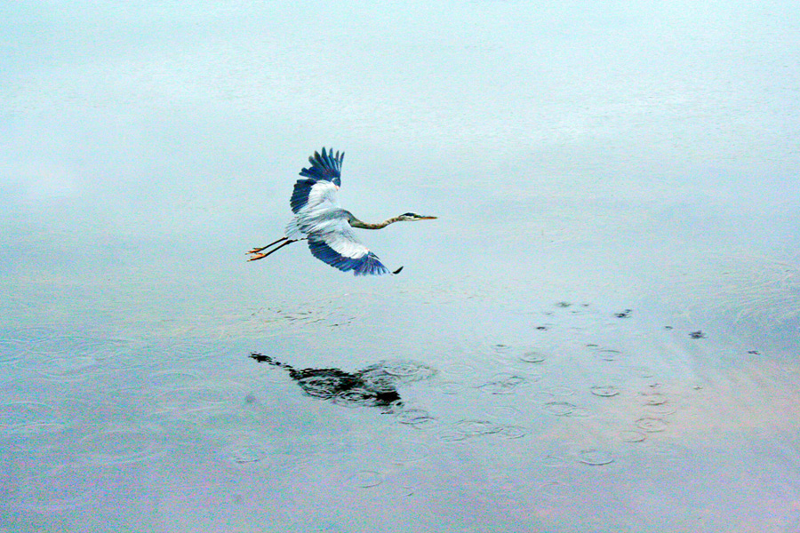 Great Blue Heron